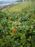 Eine von vielen Sorten von Beeren 