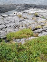 Das Leben bannt sich sein Weg und Platz überall 