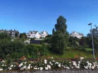 Es duftet auch herrlich ...  Molde, eine Rosenstadt