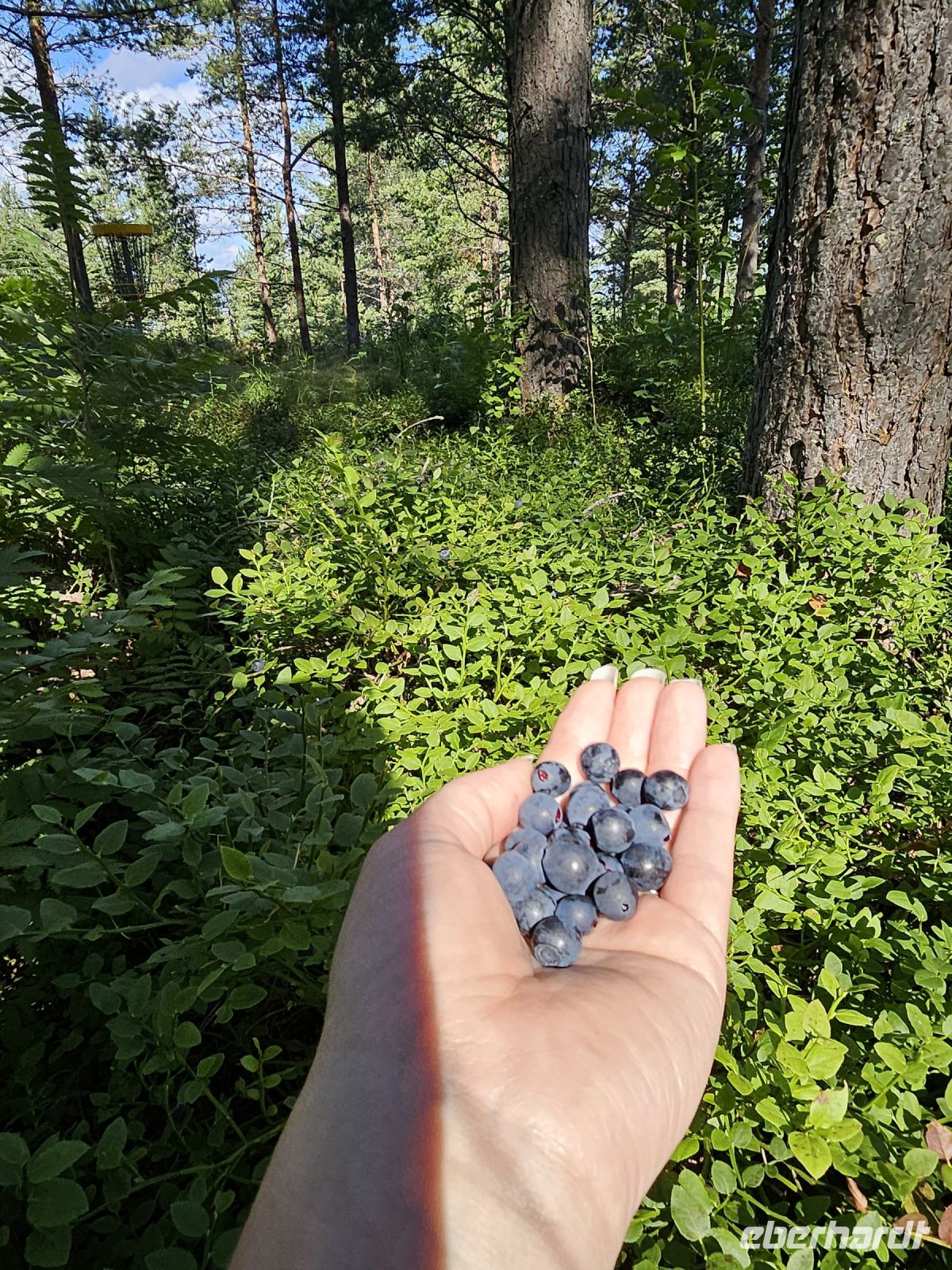 Heidelbeeren an der Högakustenbrun