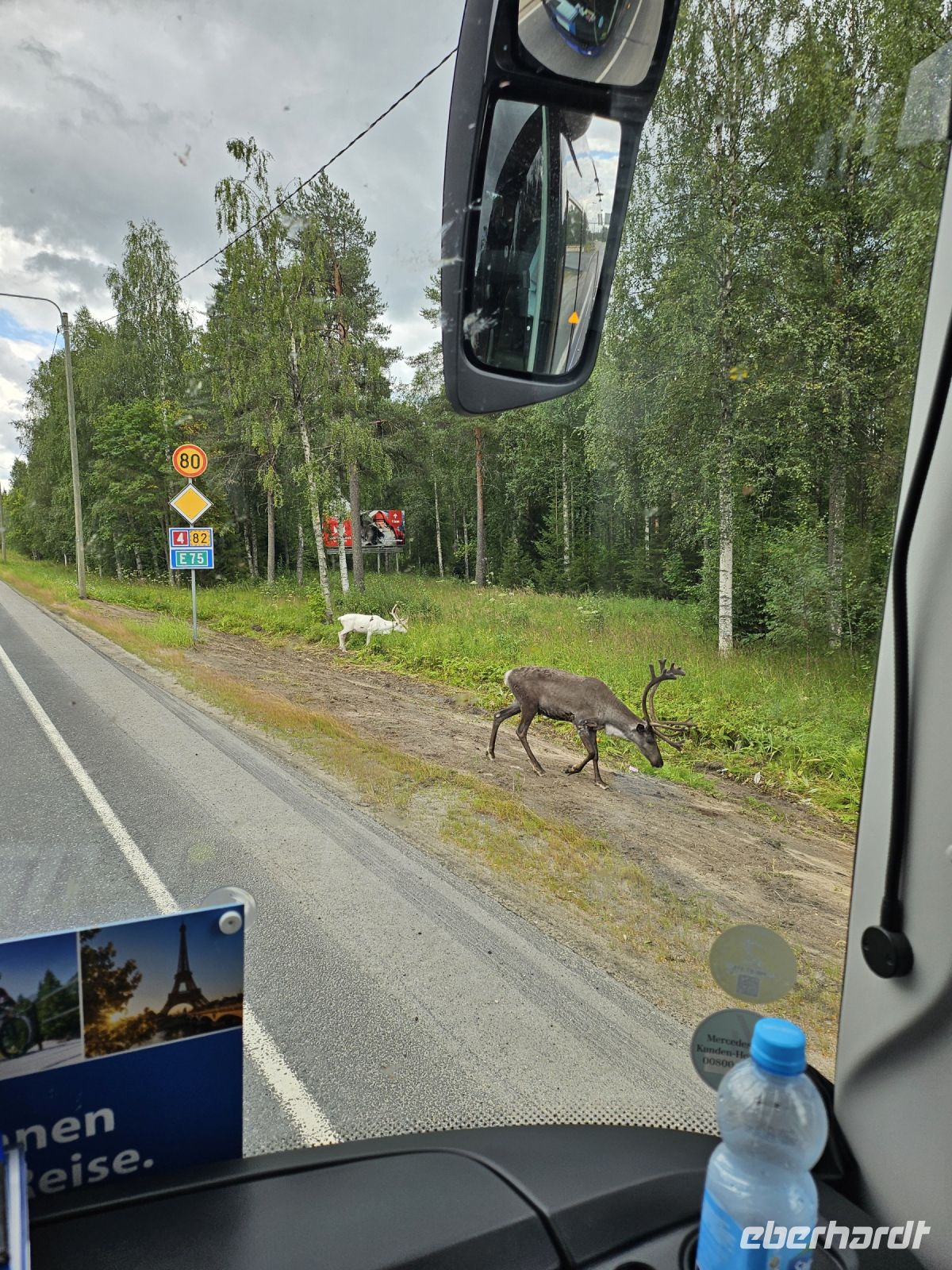 Die ersten Rentiere kreuzen unseren Weg