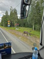 Die ersten Rentiere kreuzen unseren Weg