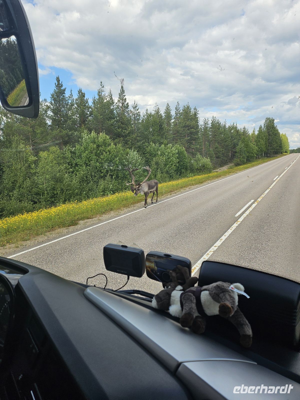 Rentiere auf dem Weg
