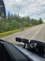 Rentiere auf dem Weg