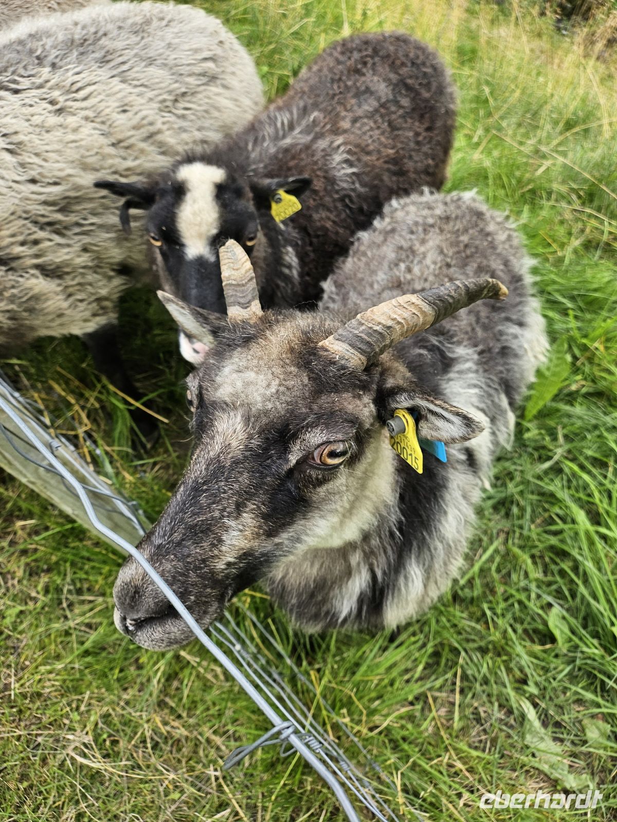 Kulturzentrum Stiklestad - Schaffütterung