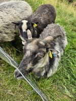 Kulturzentrum Stiklestad - Schaffütterung