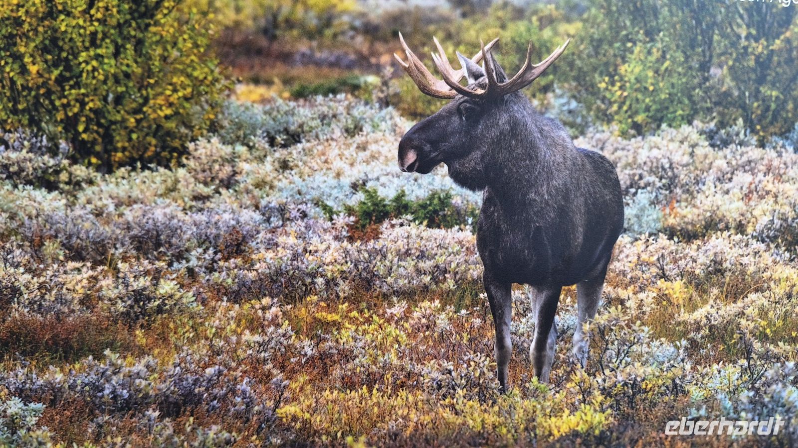 Nicht ganz echte Elchbegegnung