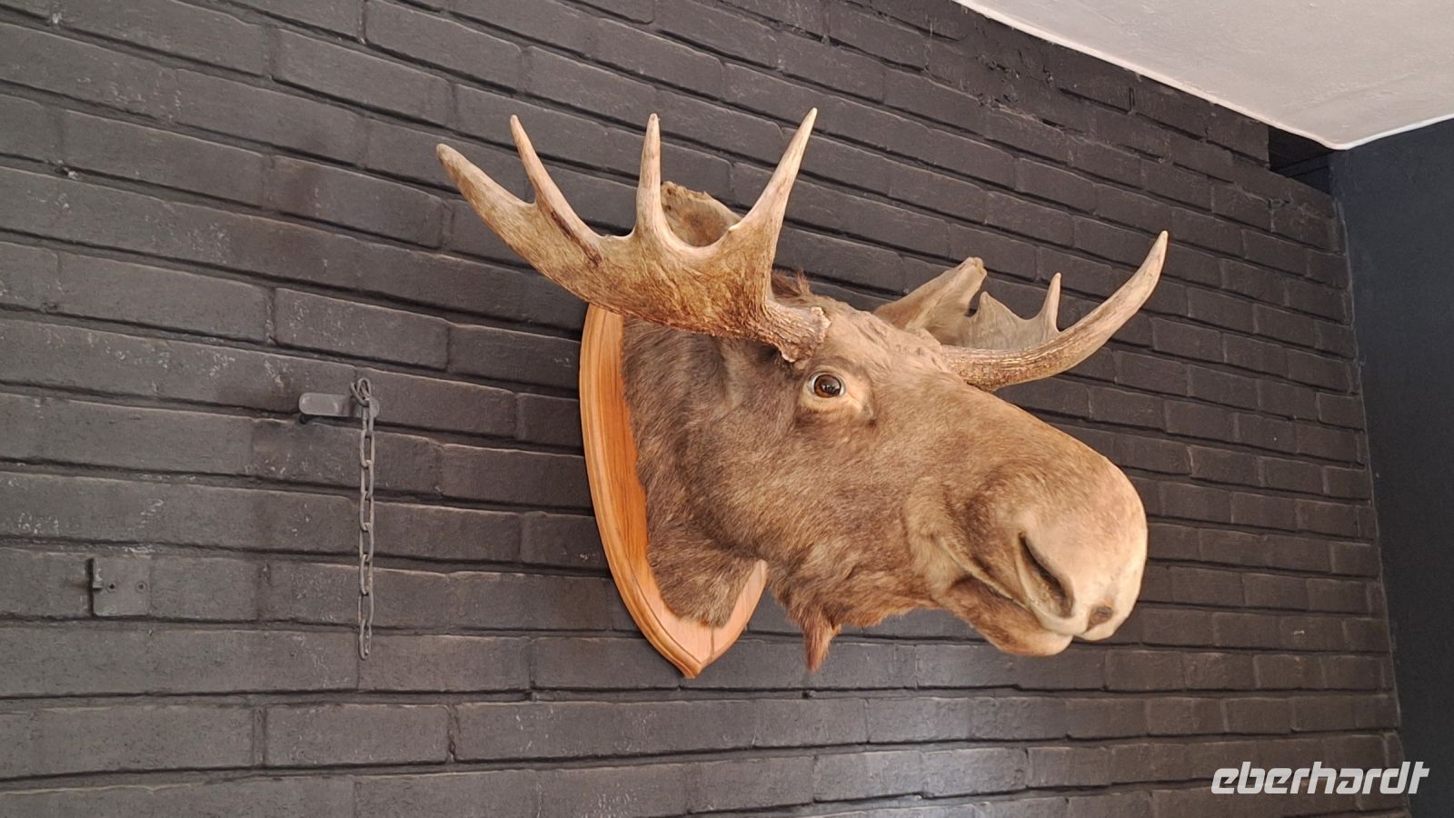 Endlich ein Elch... leider nicht mehr am Stück