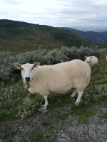 Ich habe heute ein Foto für dich ......