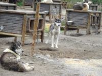 Hurtigruten: Kirkenes: Gelände des Snow Hotel