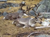 Hurtigruten: Kirkenes: Gelände des Snow Hotel