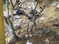 Hurtigruten: Kirkenes: Gelände des Snow Hotel