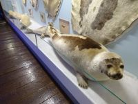 Hurtigruten: Tromsö: im Polarmuseum