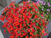 Hurtigruten: Hammerfest: Rundgang