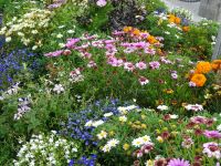 Hurtigruten: Kristiansund: Rundgang