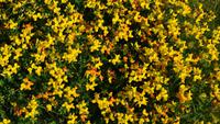 226 Lofoten, Blumenwiese