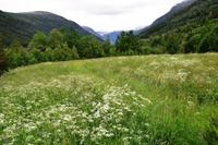227 Romsdal