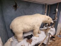 Polarbärensociety (3)