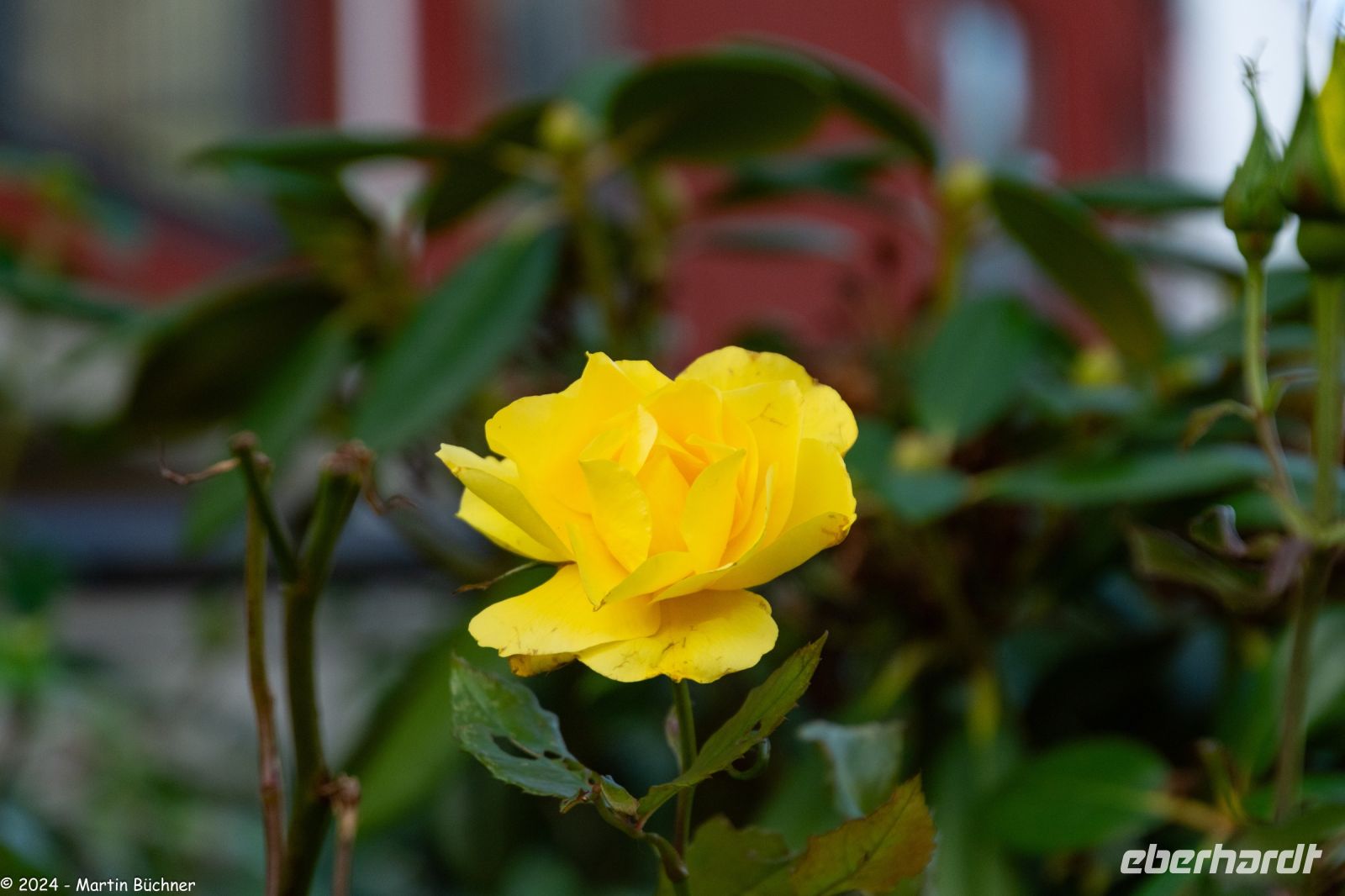 Ålesund - Herbstliche Grüße - im November +18°C