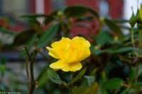 Ålesund - Herbstliche Grüße - im November +18°C