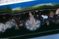 Ålesund - Meeresfauna in der Innenstadt 