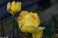 Ålesund - Herbstliche Grüße - im November +18°C
