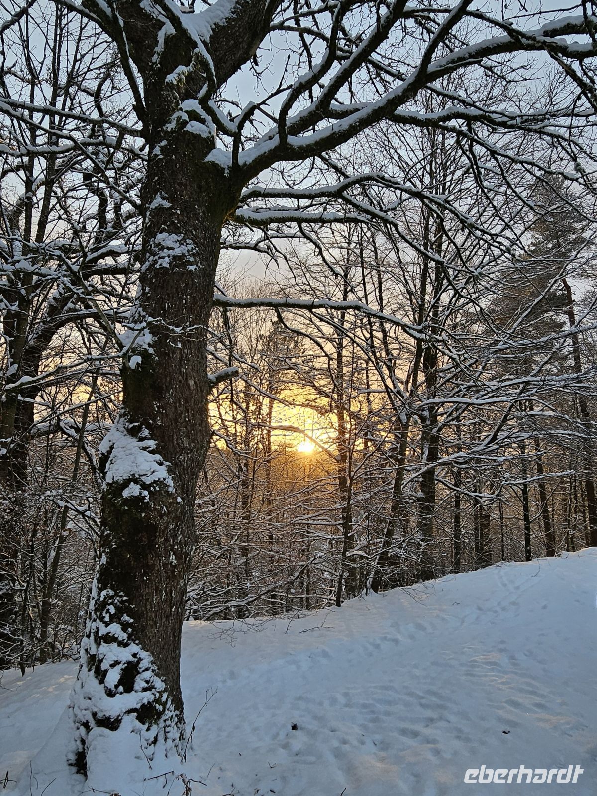 winterlicher Wald in Bergen