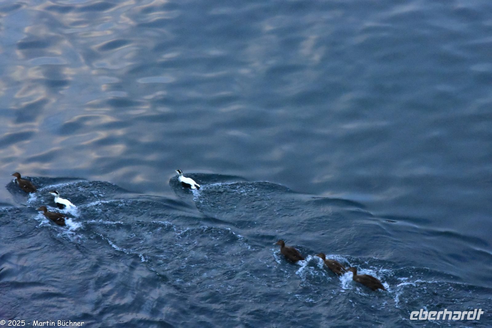 Eiderenten - das schwimmende Gold Nordnorwegens (die Weibchen!) im Trondheimfjord