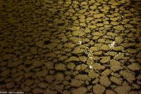 Provinz Nordland - Lofoten - Svolvær - Pancake-Eis