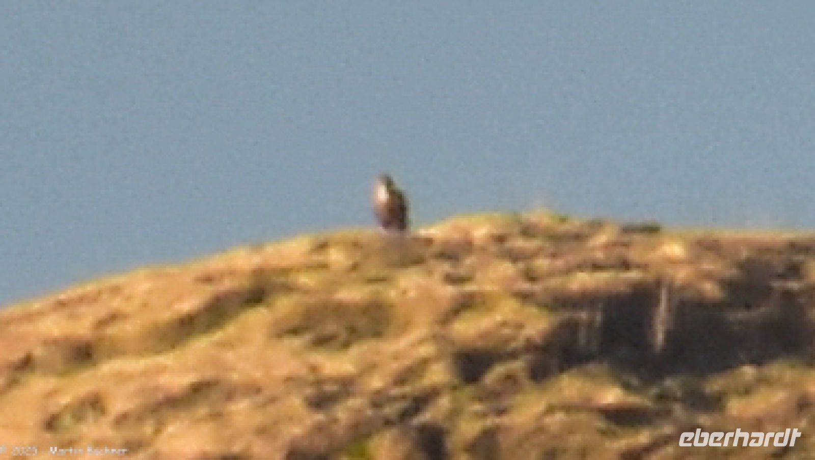 Wer sitzt denn da auf dieser Insel (ganz oben auf der Kuppe)? - ein Seeadler