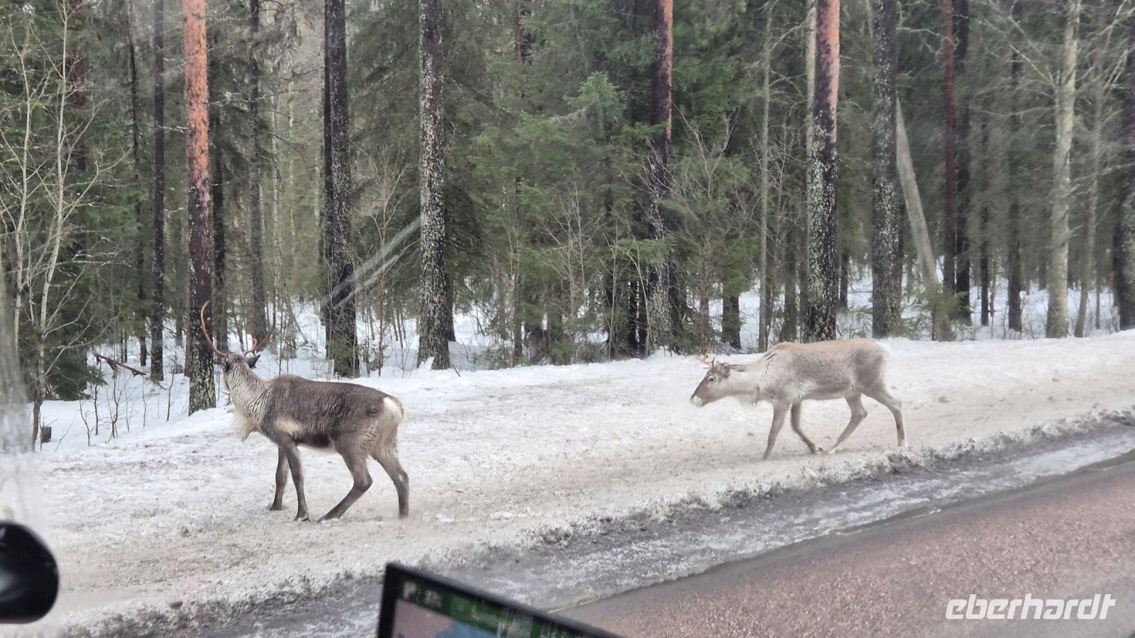 Rentiere auf der Straße