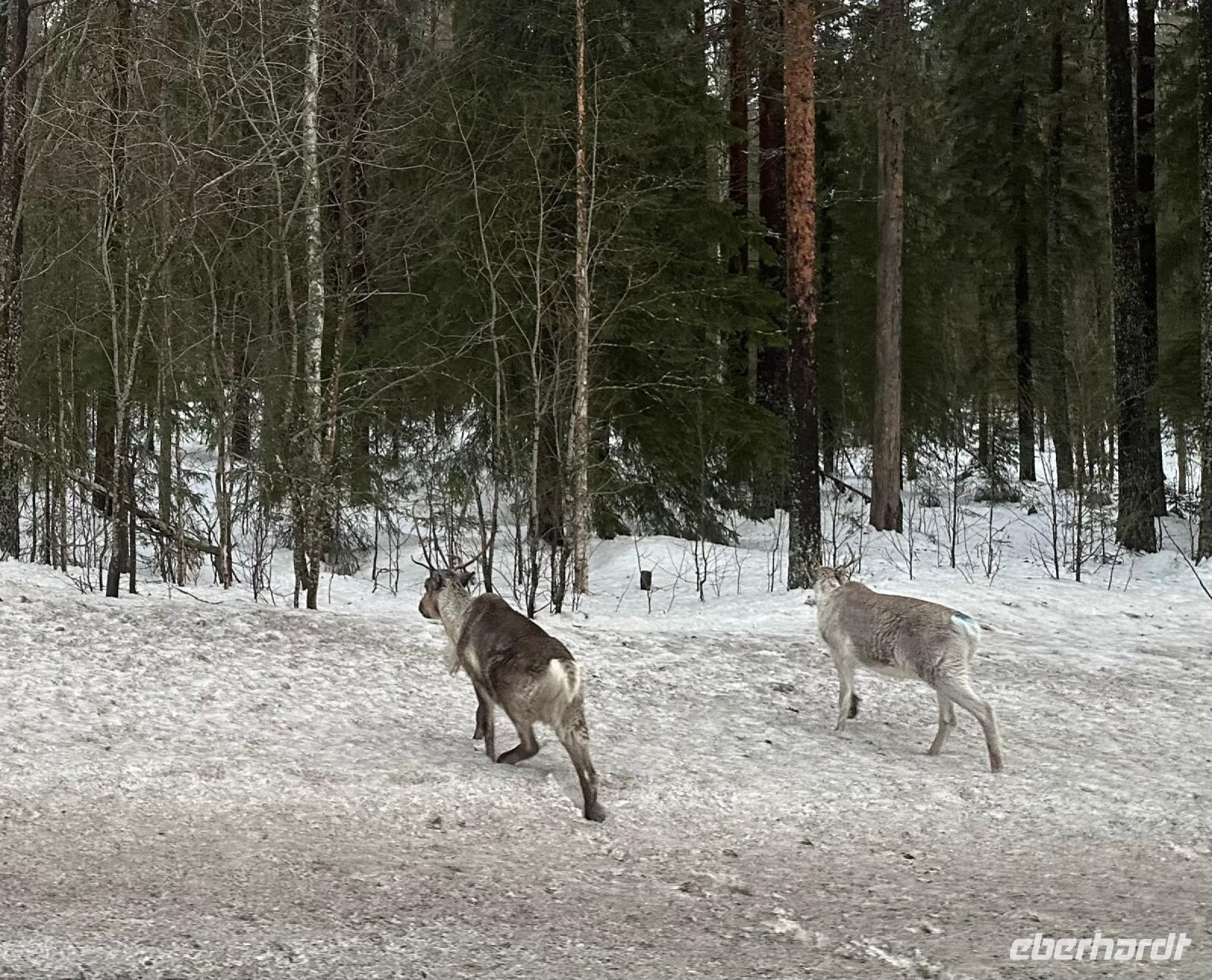 Rentiere auf der Straße