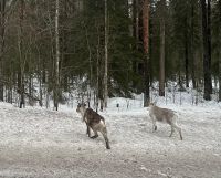 Rentiere auf der Straße