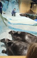 Tromsö, Polaria, Bartrobben Fütterung