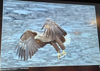 Foto des Tages von der Adlerdsafarie