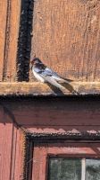 20250529_10 und die Schwalbe.jpg