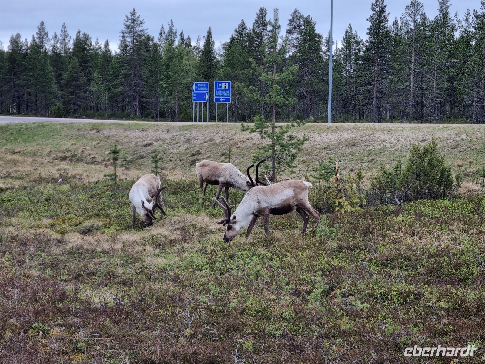 Finnisch Lappland - Rentiere...
