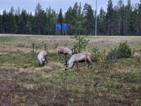 Finnisch Lappland - Rentiere...