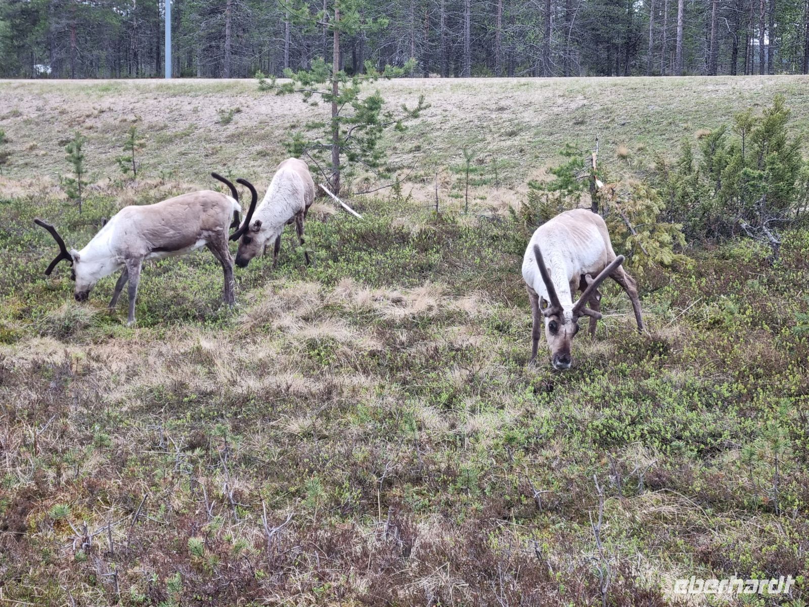 Finnisch Lappland - Rentiere...