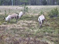 Finnisch Lappland - Rentiere...