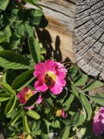 Hummel auf der Suche nach dem Nektar 