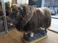 Unser Hotel - Empfangskomitee 