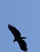 20250624_9 Seeadler.jpg