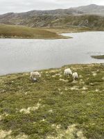 Ausflug zum Nordkap - wir sehen einige Rentiere