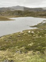 Ausflug zum Nordkap - wir sehen einige Rentiere