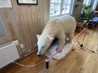 Ausflug auf Spitzbergen rund um Longyearbyen