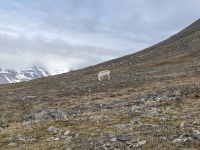 Ausflug auf Spitzbergen rund um Longyearbyen