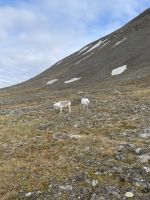 Ausflug auf Spitzbergen rund um Longyearbyen