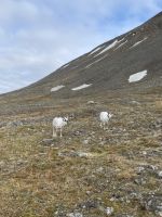 Ausflug auf Spitzbergen rund um Longyearbyen