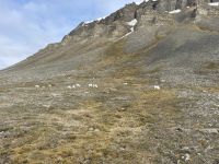 Ausflug auf Spitzbergen rund um Longyearbyen